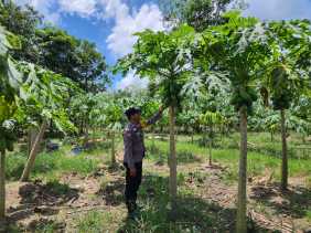Ketahanan Pangan Jadi Langkah Produktif Polsek Bangko Pusako Dukung Asta Cita Presiden