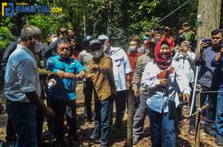 Penampakan Pelepasliaran Sepasang Owa Ungko di Siak