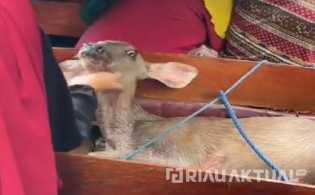 Video Kijang Dilindungi Dikejar Anjing di Riau, Berakhir Tragis Dipotong