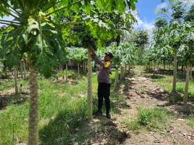 Dukung Asta Cita, Polsek Bangko Pusako Gelar Program Ketahanan Pangan