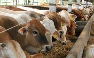 Dapat Pasokan 500 Dosis Vaksin PMK, Distankan Pekanbaru Mulai Suntik Booster Hewan Ternak