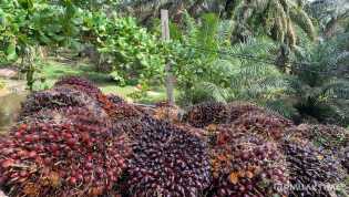 Harga TBS Sawit Mitra Swadaya Riau Capai Rp2.464 per Kilogram