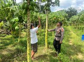 Polsek Bangko Pusako Gelar Pembinaan Ketahanan Pangan di Bangko Balam