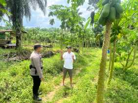 Perkuat Pangan, Polsek Bangko Pusako Bina Kelompok Tani