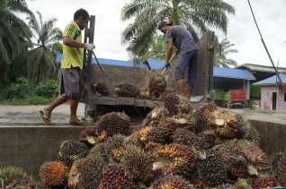 Harga TBS Sawit Riau Naik Tipis, Petani Mitra Swadaya Sambut Positif