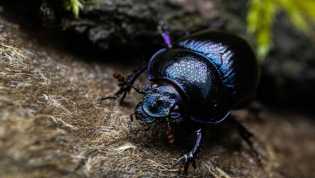 Makhluk Terkuat di Dunia Ternyata Serangga Kecil Pemakan Kotoran