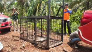 Tim Pasang Box dan Kamera Trap di TKP Petani Karet Diterkam Harimau