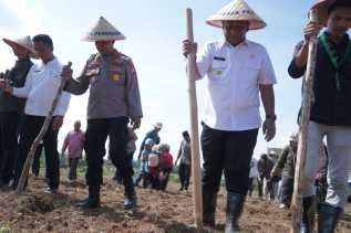 Dorong Ketahanan Pangan, Bupati Rohul Anton Tanam Jagung Bareng Forkopimda
