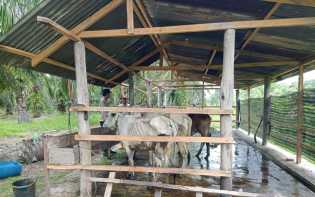 Sejalan Program Presiden Republik Indonesia, Polsek Bangko Pusako Gelar Pembinaan Ketahanan Pangan