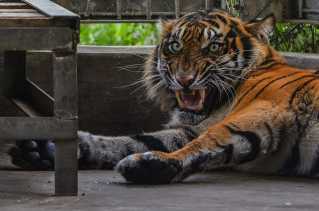 Konflik Harimau di Pelalawan, Tim BBKSDA Riau Pasang Kamera dan Perangkap