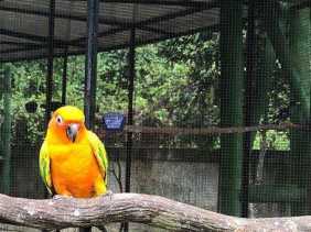 Dugaan Korupsi Taman Burung, Camat Siak Diperiksa Jaksa