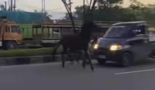Kuda Lepas Terpental Usai Tertabrak Mobil di Jalan Tuanku Tambusai Ujung