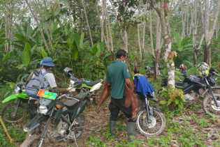 Anak Orang Utan di Inhil Riau Ditinggal Induknya Dalam Kondisi Lemah