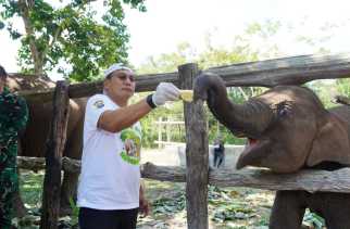 Gajah Tari Mati, Irjen Herry: Dia Adalah Suara TNTN yang Menyempit