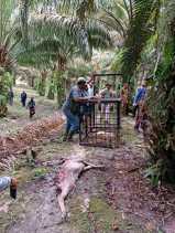 Sapi di Lubuk Dalam Diduga Dimangsa Harimau, KSDA Riau Pasang Box Trap dan Kamera Trap