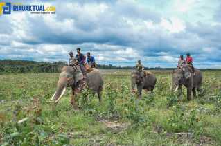 Komitmen PT PHR Melindungi Gajah Sumatera