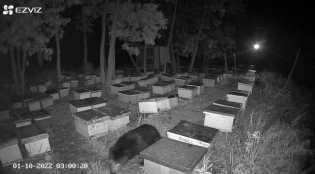 BKSDA Mitigasi 3 Beruang Madu Muncul di Desa Penarikan