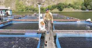 Ikan Nila Dari Danau Toba Laku Keras Di Pasar Ekspor