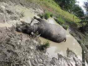 Antisipasi Penyakit Antraks, Pemprov Perketat Lalulintas Hewan Masuk ke Riau