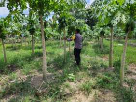 Perkuat Ketahanan Pangan, Polsek Bangko Pusako Gandeng Petani