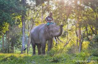 Gajah Sumatra Liar di Riau Bakal Dipantau GPS Collar