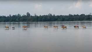 Heboh Video Sapi Berjalan di Atas Air di Sungai Kapuas, Ini Penjelasan Logisnya