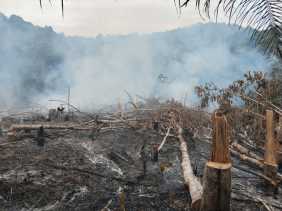 Cuaca Panas, BPBD Riau Imbau Warga Tak Lakukan Aktifitas Pemicu Karhutla