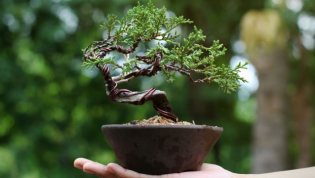 Berikut 8 Rekomendasi Tanaman Bonsai Unik dan Menarik, Cocok Dijadikan Pelengkap Dekorasi Rumah