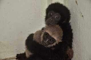 Hari Owa Sedunia: Panggilan untuk Menjaga Kelestarian Owa