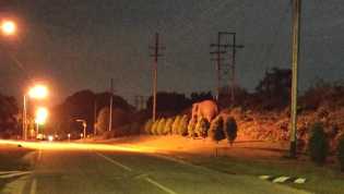 Masuki Komplek PHR Duri, BBKSDA Riau Halau Gajah Sumatera