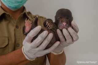Diperkirakan Tertinggal Induknya, Bayi Beruang Madu Ditemukan Warga di Inhu