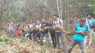 Ular Piton Raksasa Ditangkap Dari Kebun Warga di Pelalawan