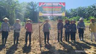 Kapolsek Rimba Melintang Tanam Jagung Kuartal III Dukung Ketahanan Pangan 2025 bersama Masyarakat