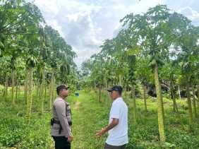 Polsek Bangko Pusako dan Petani Dukung Ketahanan Pangan di Rohil