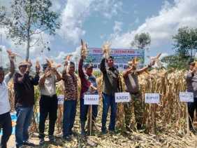Bupati Kuansing Panen Raya Jagung Pipil Bersama Bumdes Pucuk Hijau di Desa Lebuh Lurus