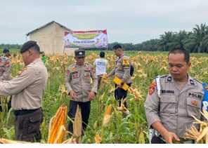 Panen Raya, Sinergi Polsek Batang Gansal dan PT. PLM Dukung Ketahanan Pangan Nasional