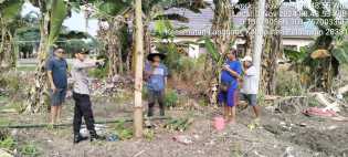 Bripka Binton Tinjau Lahan Penanaman Cabai di Desa Langkan Jelang Pilkada