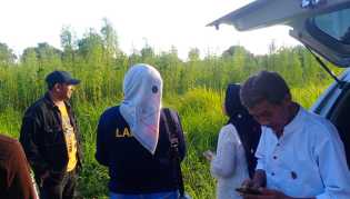 Warga Pekanbaru Temukan Ratusan Tanaman Mirip Ganja, Polisi Pastikan Bukan Narkotika