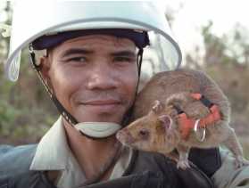 Kisah Seekor Tikus Dianugerahi Medali Emas, Kok Bisa?