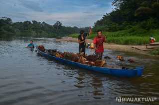 Harga TBS Sawit Pekan Ini Capai Rp2.376 per Kilogram