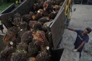 Produksi Stagnan, Ekspor CPO Diproyeksikan Tertekan Sepanjang 2026 akibat Mandatori B50