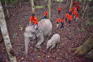 Jungle Track Bersama Gajah, Cara BBKSDA Riau Rayakan Hari Gajah Sedunia