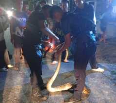 DPKP Pekanbaru Sudah Evakuasi 301 Ular dari Pemukiman, Masyarakat Diimbau Waspada!