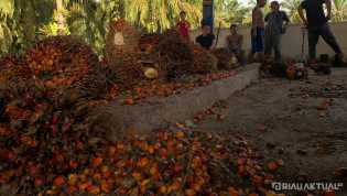 Tertinggi se Indonesia, Harga TBS Sawit Riau Capai Rp2.865 per Kilogram