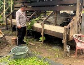 Bhabinkamtibmas Pematang Ibul Lakukan Pembinaan Ketahanan Pangan
