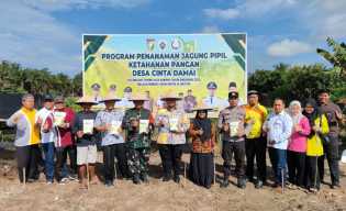 Polsek Tapung Hilir Tanam Jagung di Cinta Damai