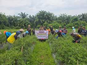 Polsek Kuala Cenaku Imbau Petani Cabe Gunakan Hak Pilih