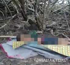 Kembali Menelan Korban, Pekerja di Siak Tewas Usai Digigit Harimau