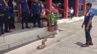 Tim Rescue Damkar Pekanbaru Evakuasi Ular Piton Besar dari Pos Ronda Perumahan