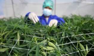 Ada 7 Negara yang Melegalkan Ganja untuk Keperluan Medis, Mana Saja?